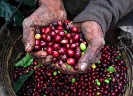 Haitian Coffee